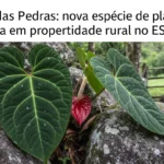 New Plant Species Discovered in Rocky Areas of Espírito Santo