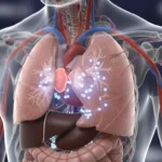The Importance of the Thymus in Adult Immunity and Healthy Aging